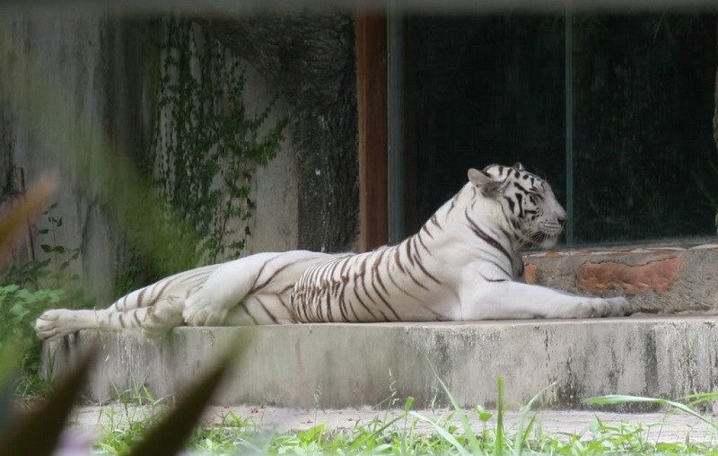 Hổ trắng quý hiếm tại Vườn thú Đại Nam