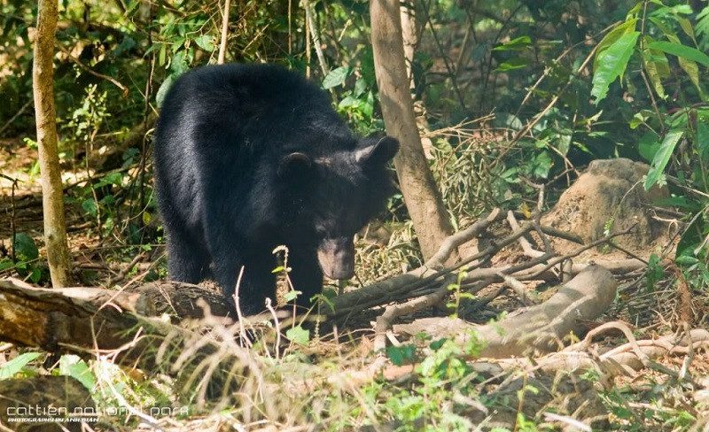 Gấu đen tại rừng Nam Cát Tiên