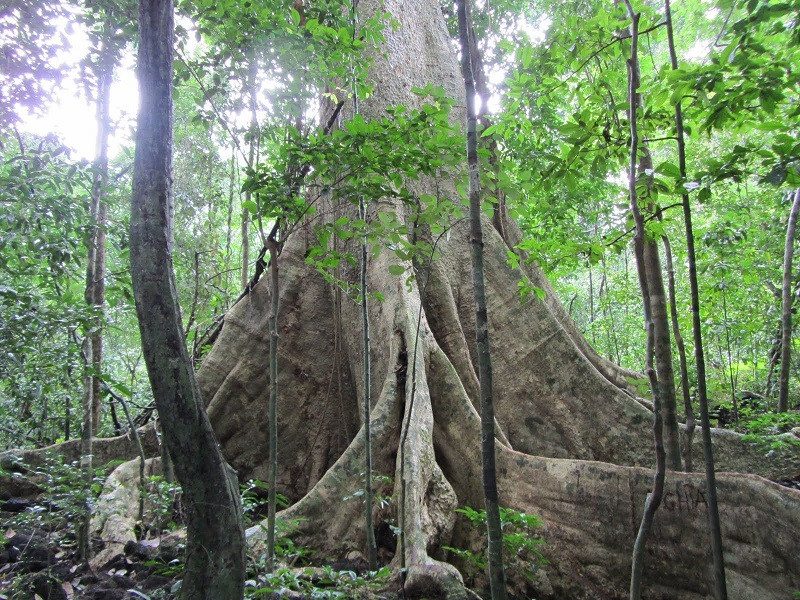 Cây tùng hàng trăm tuổi tại rừng Nam Cát Tiên