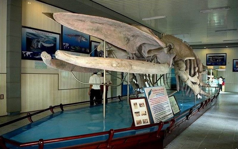 Bộ xương cá voi tại Viện hải dương học Nha Trang