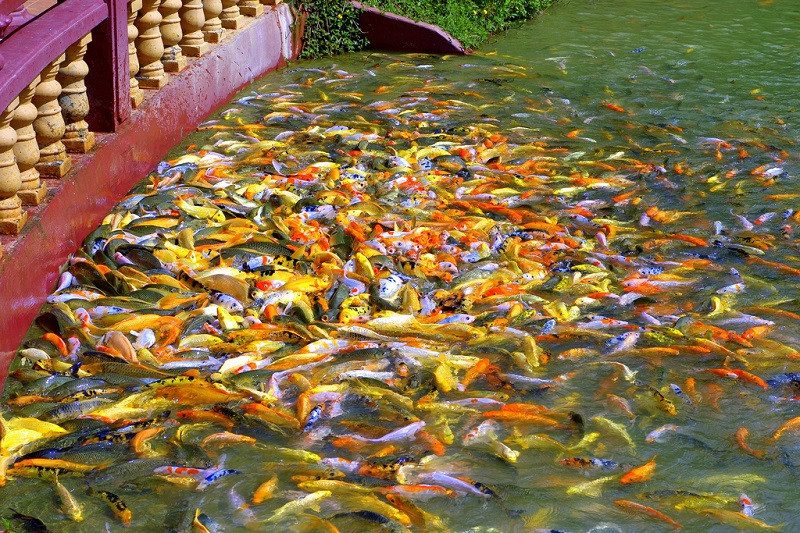 Đàn cá trong Trúc Lâm Viên